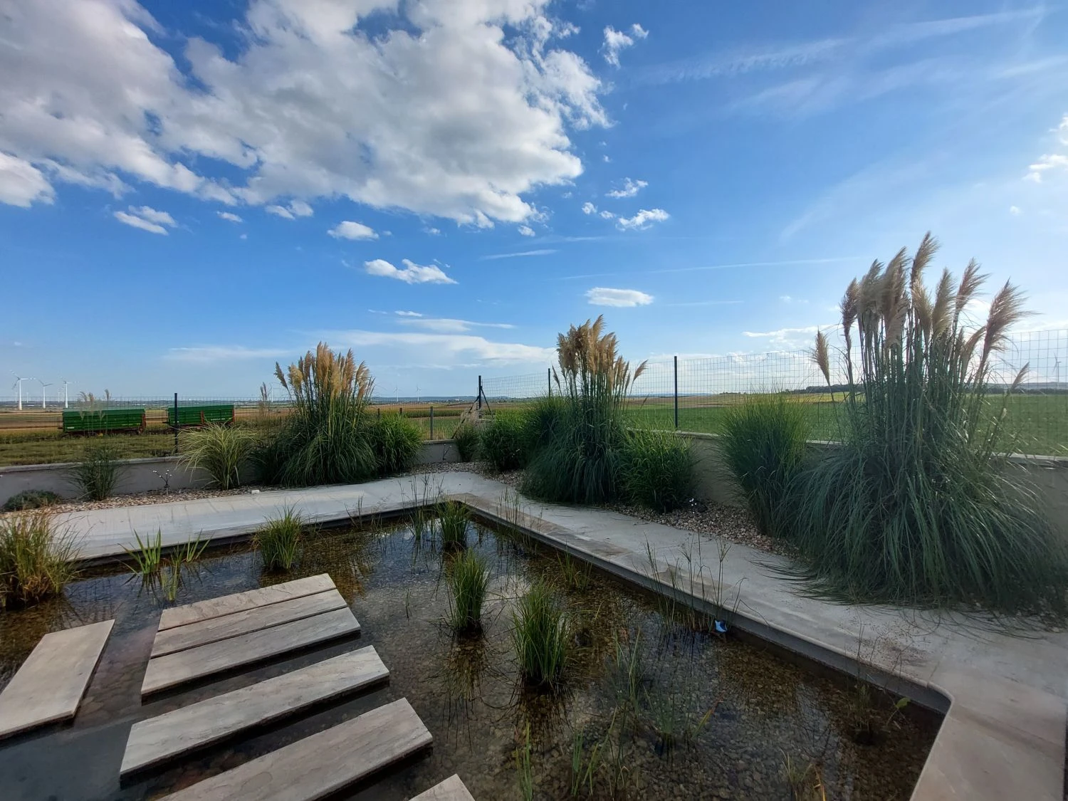 Kleines Pampasgras 'Pumila' 15 Kleines Pampasgras 'Pumila' – Bild 13