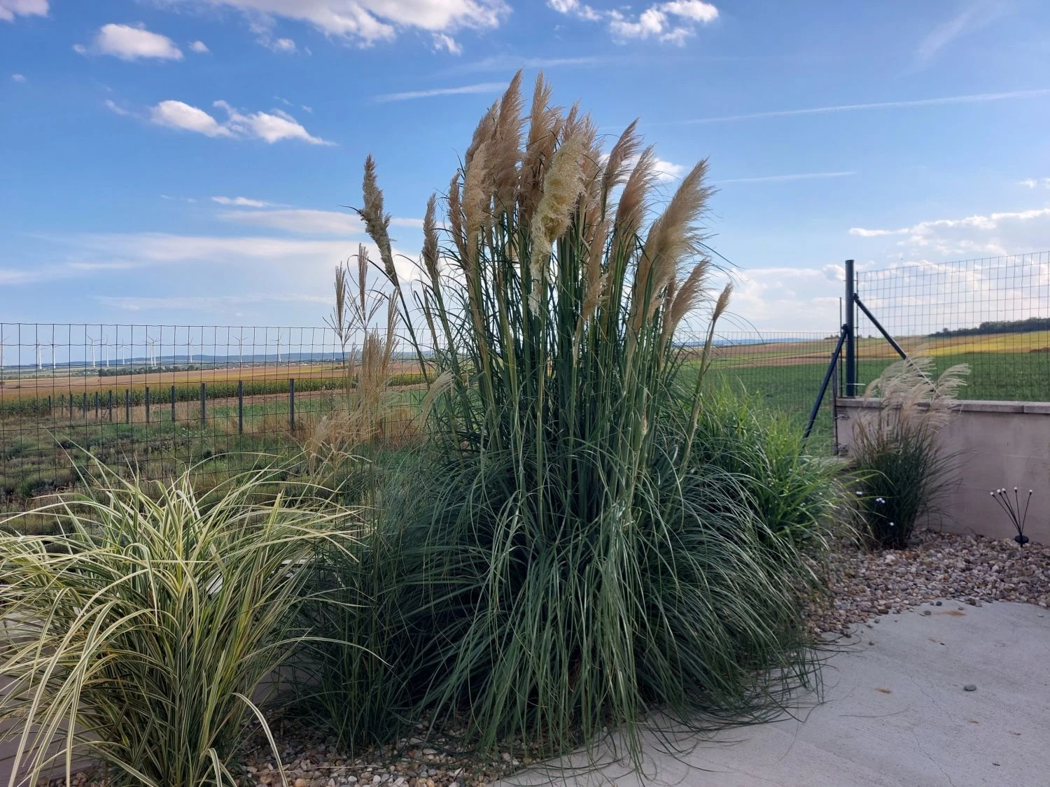 Kleines Pampasgras 'Pumila' 14 Kleines Pampasgras 'Pumila' – Bild 12