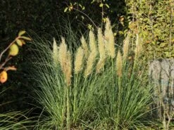 Kleines Pampasgras 'Pumila'