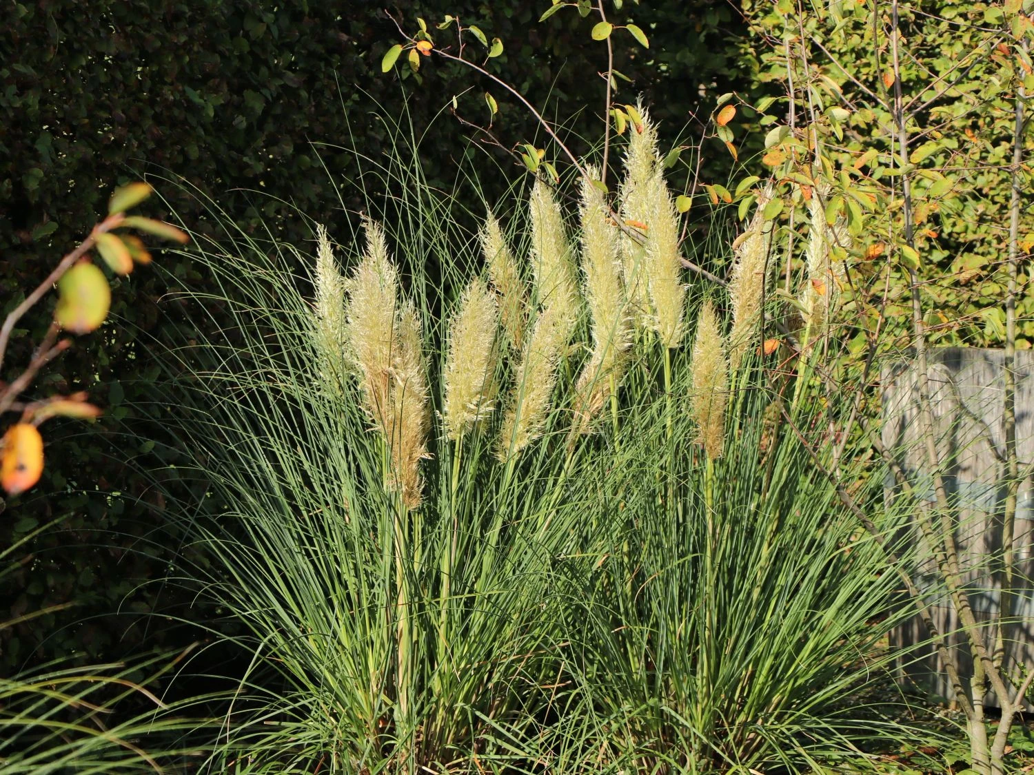 Kleines Pampasgras 'Pumila' 3 Kleines Pampasgras 'Pumila'