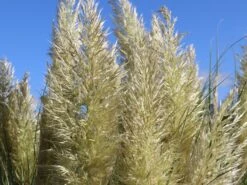 Kleines Pampasgras 'Pumila' 25 Kleines Pampasgras 'Pumila' -Günstiges Erd Seele Geschäft kleines pampasgras pumila m010760 w 1