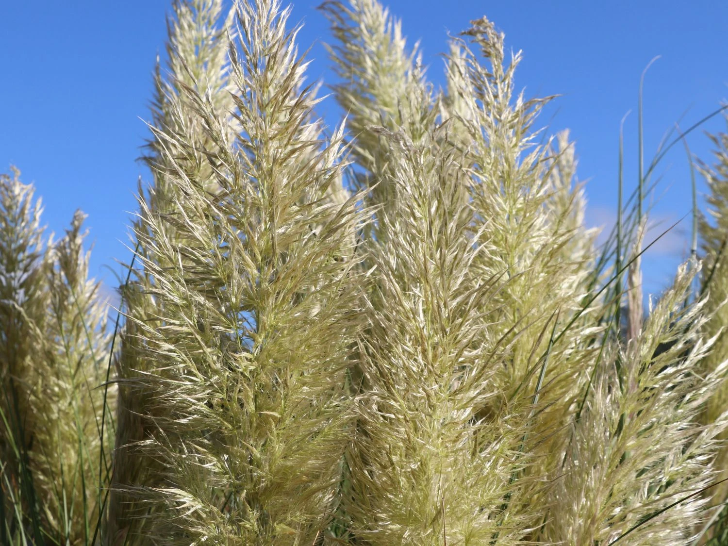 Kleines Pampasgras 'Pumila' 9 Kleines Pampasgras 'Pumila' – Bild 7