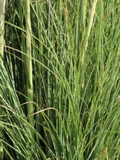 Kleines Pampasgras 'Pumila' 24 Kleines Pampasgras 'Pumila' -Günstiges Erd Seele Geschäft kleines pampasgras pumila m010760 w 3