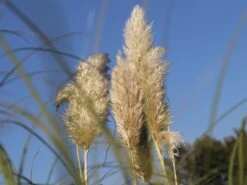 Kleines Pampasgras 'Pumila' 22 Kleines Pampasgras 'Pumila' -Günstiges Erd Seele Geschäft kleines pampasgras pumila m010760 w 5