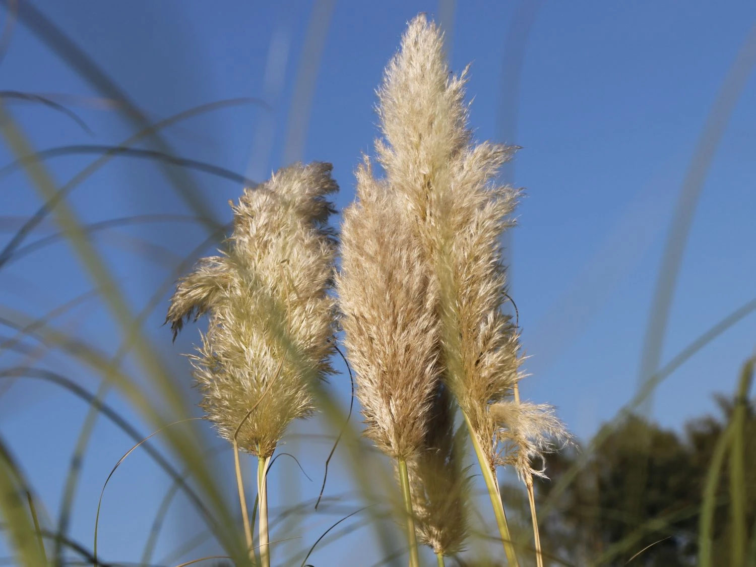 Kleines Pampasgras 'Pumila' 6 Kleines Pampasgras 'Pumila' – Bild 4