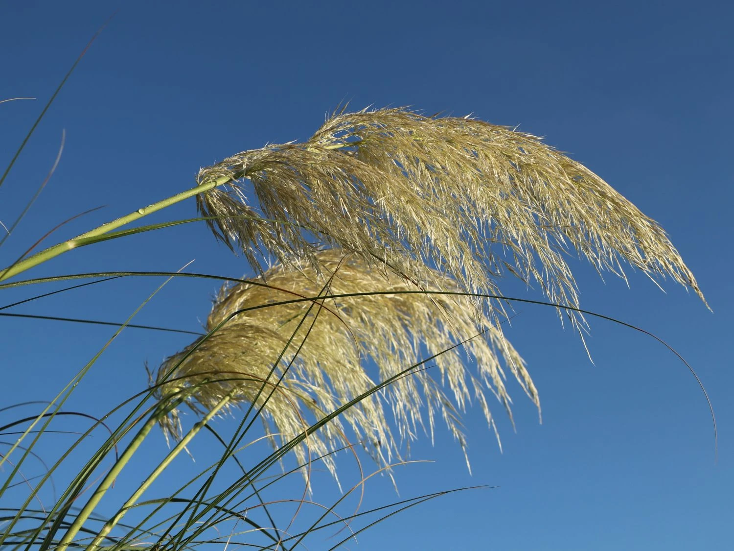 Kleines Pampasgras 'Pumila' 13 Kleines Pampasgras 'Pumila' – Bild 11