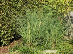 Kleines Pampasgras 'Pumila' 27 Kleines Pampasgras 'Pumila' -Günstiges Erd Seele Geschäft kleines pampasgras pumila m010760 w 8