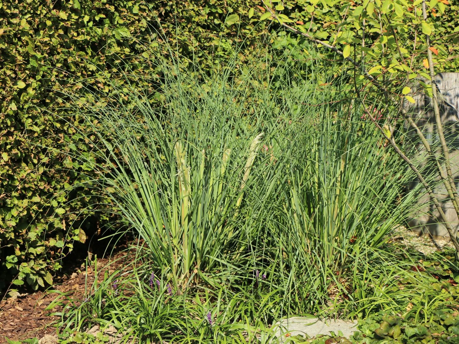 Kleines Pampasgras 'Pumila' 11 Kleines Pampasgras 'Pumila' – Bild 9