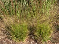 Kleines Pfeifengras 'Heidezwerg'