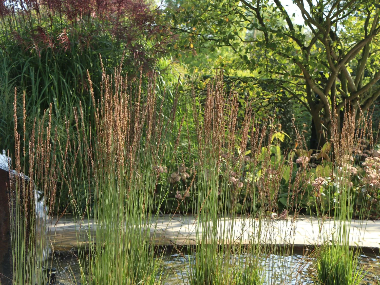 Kleines Pfeifengras 'Moorhexe' 3 Kleines Pfeifengras 'Moorhexe'