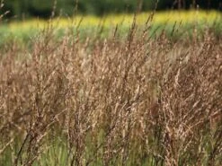 Kleines Pfeifengras 'Moorhexe' 18 Kleines Pfeifengras 'Moorhexe' -Günstiges Erd Seele Geschäft kleines pfeifengras moorhexe m044932 w 1