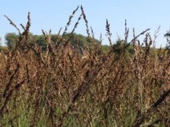 Kleines Pfeifengras 'Moorhexe' 14 Kleines Pfeifengras 'Moorhexe' -Günstiges Erd Seele Geschäft kleines pfeifengras moorhexe m044932 w 2