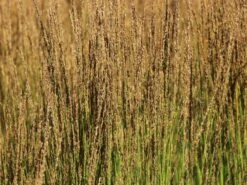 Kleines Pfeifengras 'Moorhexe' 17 Kleines Pfeifengras 'Moorhexe' -Günstiges Erd Seele Geschäft kleines pfeifengras moorhexe m044932 w 3