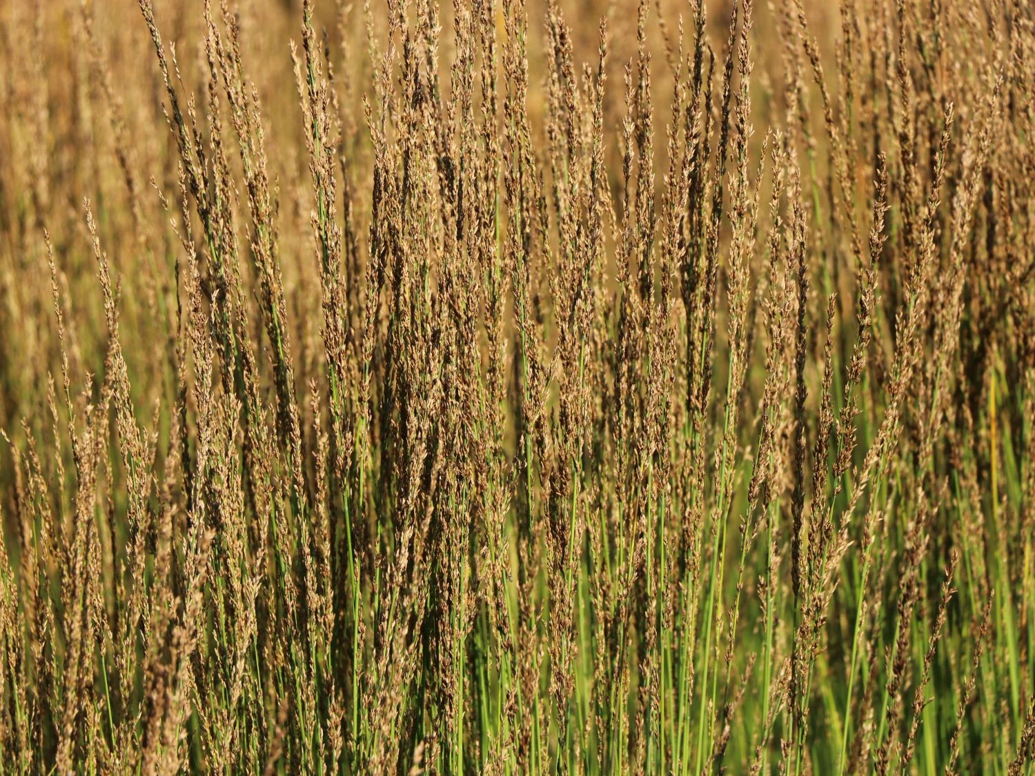 Kleines Pfeifengras 'Moorhexe' 8 Kleines Pfeifengras 'Moorhexe' – Bild 6