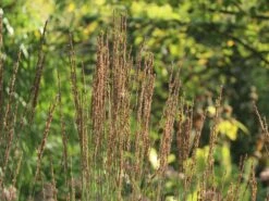 Kleines Pfeifengras 'Moorhexe' 15 Kleines Pfeifengras 'Moorhexe' -Günstiges Erd Seele Geschäft kleines pfeifengras moorhexe m044932 w 4