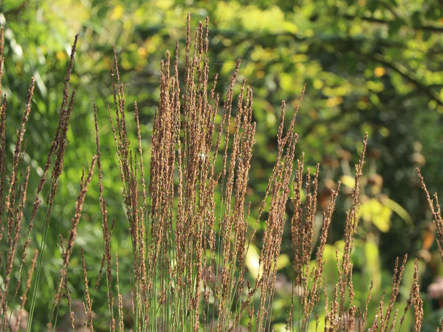 Kleines Pfeifengras 'Moorhexe' 6 Kleines Pfeifengras 'Moorhexe' – Bild 4