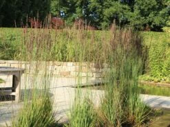 Kleines Pfeifengras 'Moorhexe' 20 Kleines Pfeifengras 'Moorhexe' -Günstiges Erd Seele Geschäft kleines pfeifengras moorhexe m044932 w 5