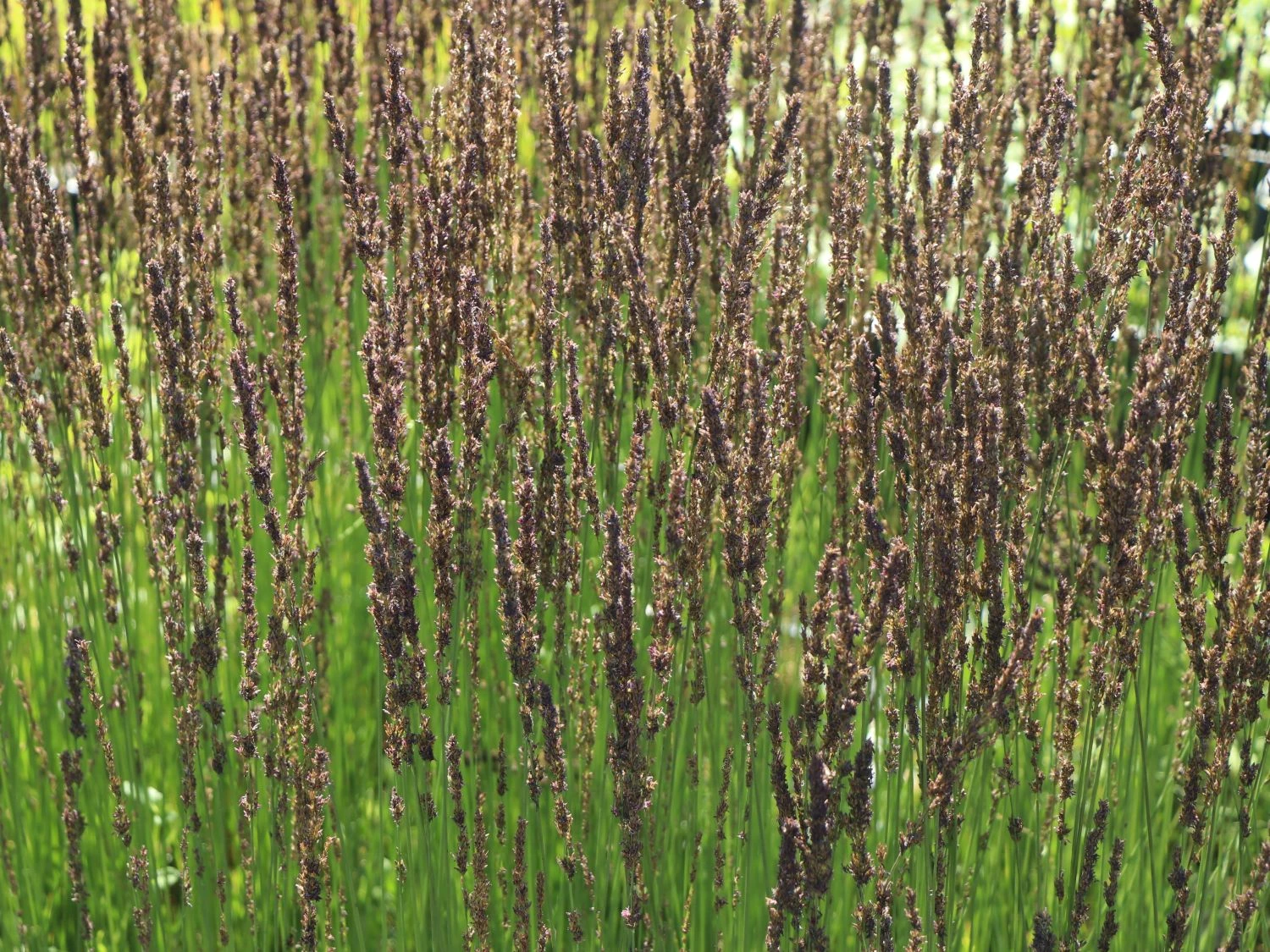 Kleines Pfeifengras 'Moorhexe' 10 Kleines Pfeifengras 'Moorhexe' – Bild 8