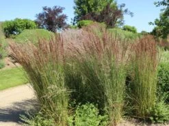 Kleines Pfeifengras 'Moorhexe' 13 Kleines Pfeifengras 'Moorhexe' -Günstiges Erd Seele Geschäft kleines pfeifengras moorhexe m044932 w 8