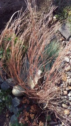 Kleines Präriegras 'Blaze' 10 Kleines Präriegras 'Blaze' -Günstiges Erd Seele Geschäft kleines praeriegras blaze m063000 193676 0