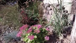 Kleines Präriegras 'Blaze' 11 Kleines Präriegras 'Blaze' -Günstiges Erd Seele Geschäft kleines praeriegras blaze m063000 389061 0