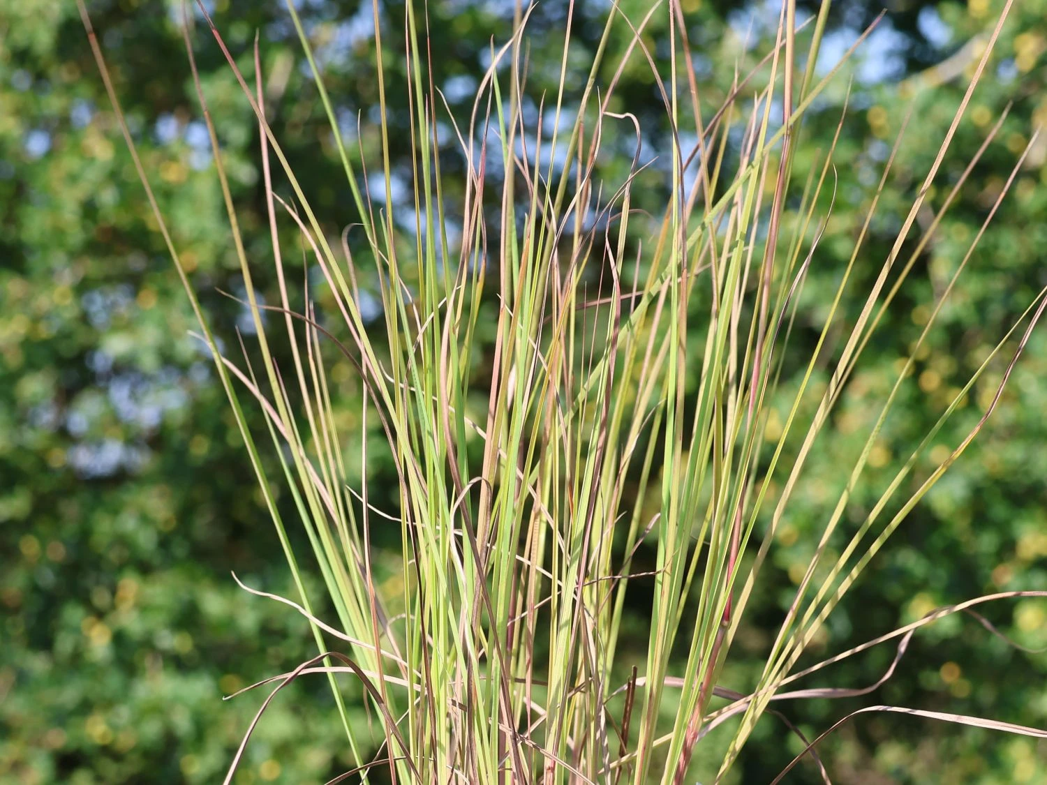 Kleines Präriegras 'Blaze' 3 Kleines Präriegras 'Blaze'