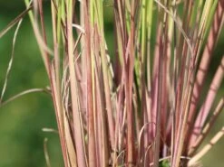 Kleines Präriegras 'Blaze' 8 Kleines Präriegras 'Blaze' -Günstiges Erd Seele Geschäft kleines praeriegras blaze m063000 w 0