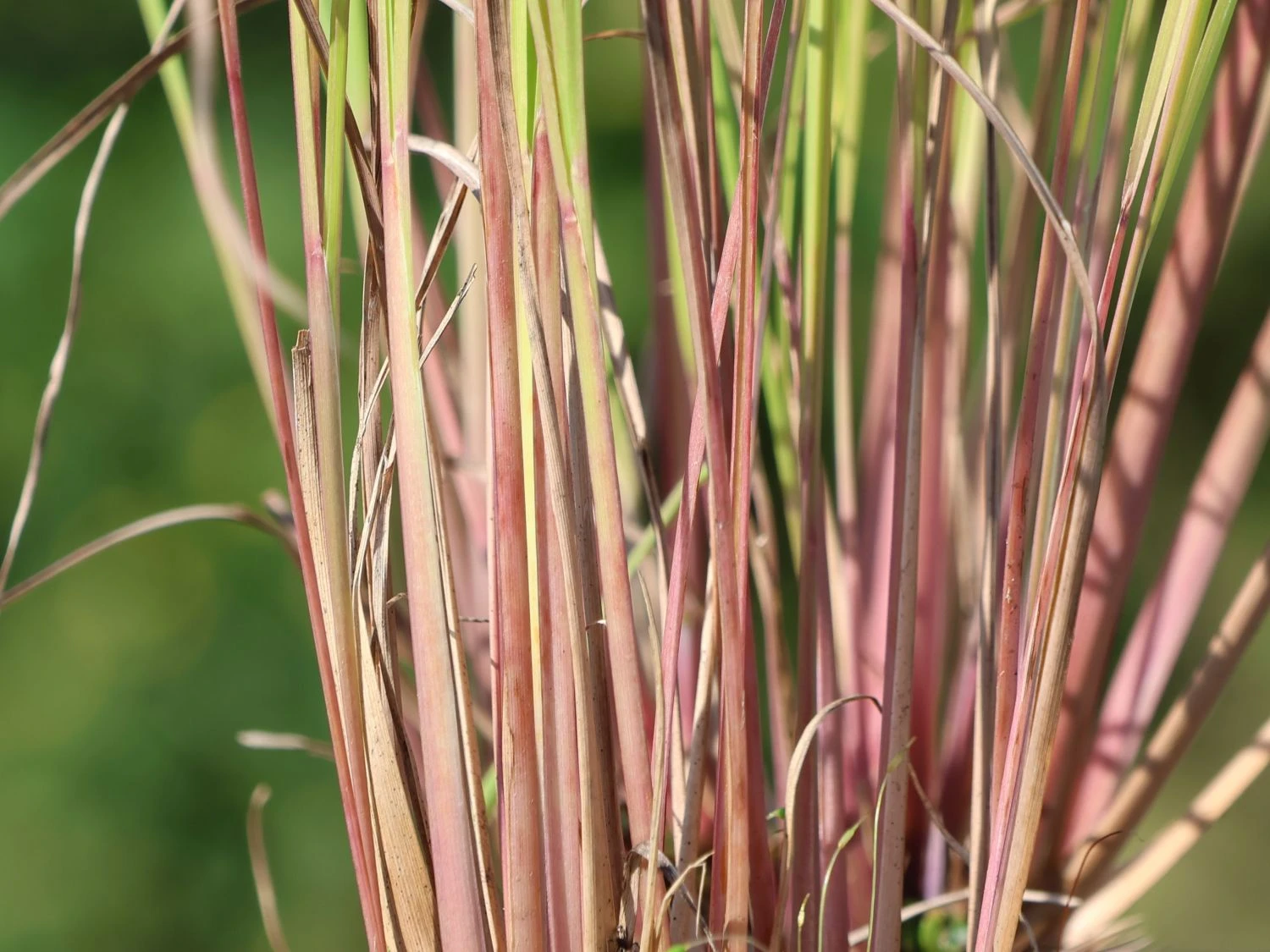 Kleines Präriegras 'Blaze' 4 Kleines Präriegras 'Blaze' – Bild 2