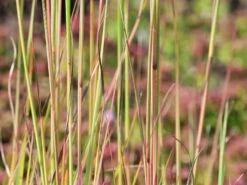 Kleines Präriegras 'Blaze' 9 Kleines Präriegras 'Blaze' -Günstiges Erd Seele Geschäft kleines praeriegras blaze m063000 w 1