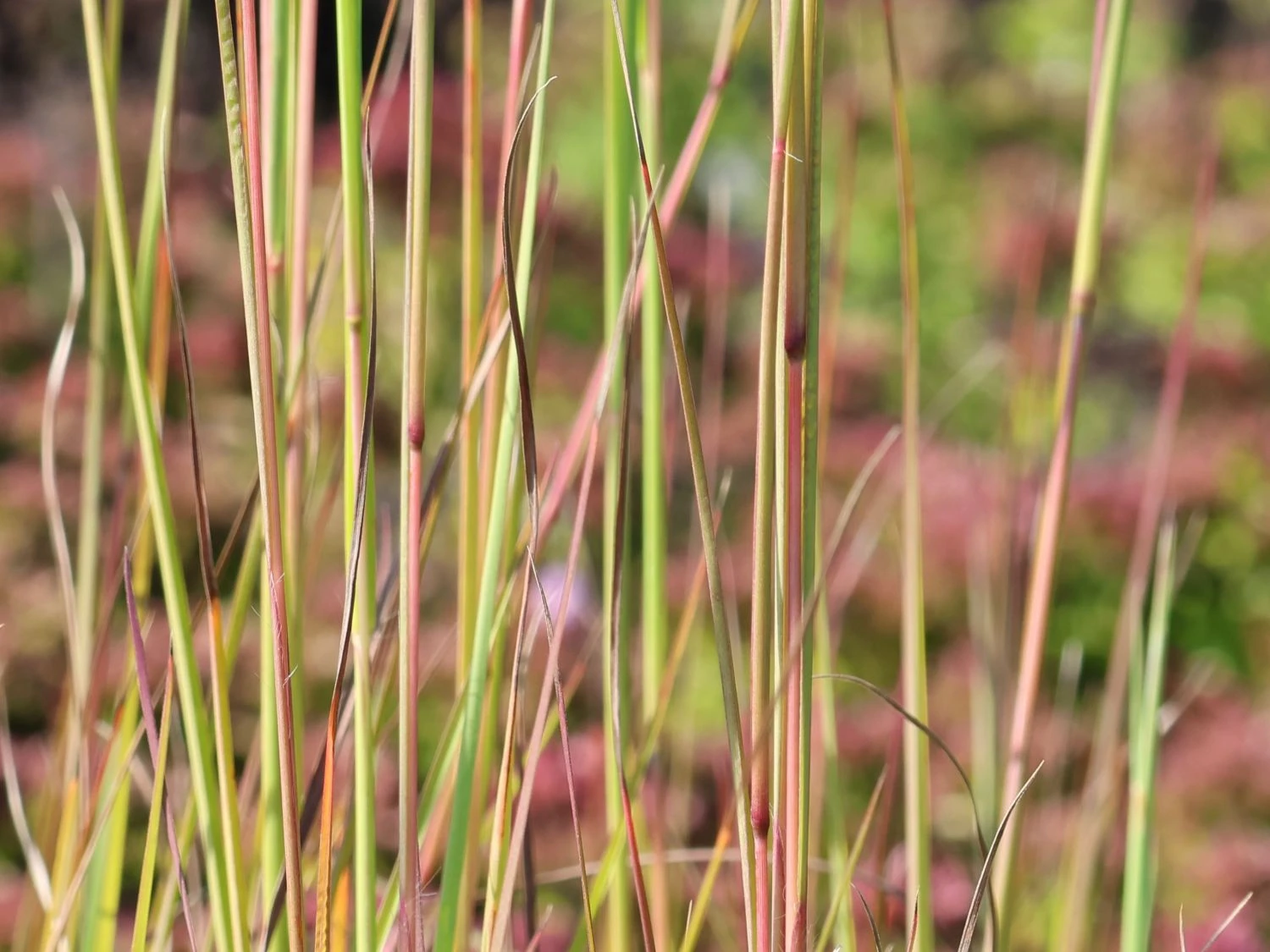 Kleines Präriegras 'Blaze' 5 Kleines Präriegras 'Blaze' – Bild 3