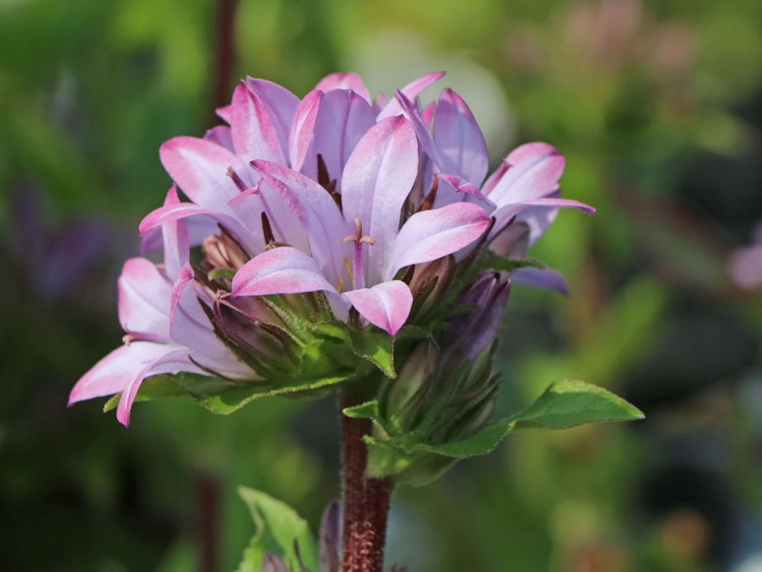 Knäuel-Glockenblume 'Caroline' 3 Knäuel-Glockenblume 'Caroline'