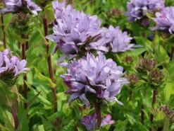 Knäuel-Glockenblume 'Caroline' 11 Knäuel-Glockenblume 'Caroline' -Günstiges Erd Seele Geschäft knaeuel glockenblume caroline m083932 w 0