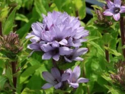 Knäuel-Glockenblume 'Caroline' 9 Knäuel-Glockenblume 'Caroline' -Günstiges Erd Seele Geschäft knaeuel glockenblume caroline m083932 w 1