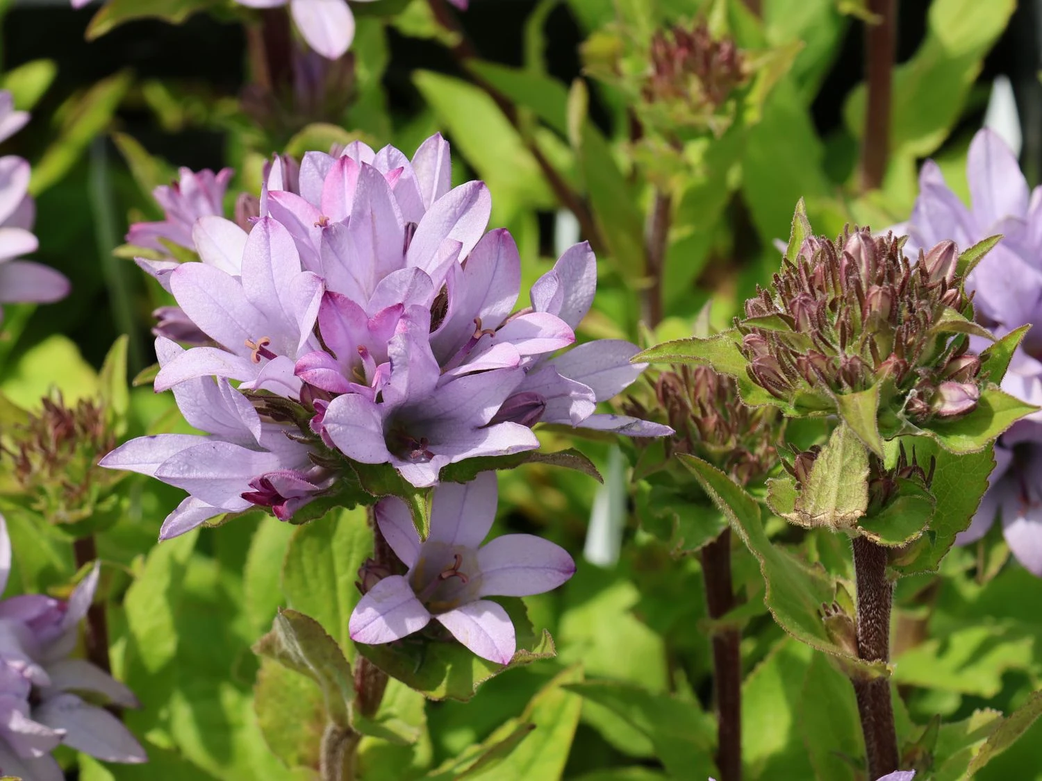 Knäuel-Glockenblume 'Caroline' 6 Knäuel-Glockenblume 'Caroline' – Bild 4