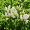 Knäuel-Glockenblume 'Genti White' -Günstiges Erd Seele Geschäft knaeuel glockenblume genti white m107352 h 0