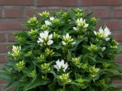 Knäuel-Glockenblume 'Genti White' -Günstiges Erd Seele Geschäft knaeuel glockenblume genti white m107352 w 0 1