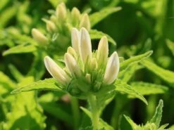 Knäuel-Glockenblume 'Genti White' -Günstiges Erd Seele Geschäft knaeuel glockenblume genti white m107352 w 0