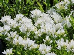 Knäuel-Glockenblume 'Genti White' -Günstiges Erd Seele Geschäft knaeuel glockenblume genti white m107352 w 1