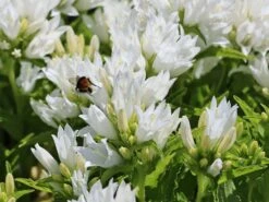 Knäuel-Glockenblume 'Genti White' -Günstiges Erd Seele Geschäft knaeuel glockenblume genti white m107352 w 4