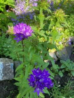 Knäuel-Glockenblume 'Superba' -Günstiges Erd Seele Geschäft knaeuel glockenblume superba m012355 193676 0