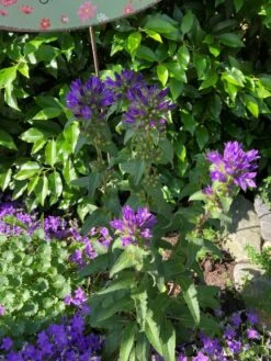 Knäuel-Glockenblume 'Superba' -Günstiges Erd Seele Geschäft knaeuel glockenblume superba m012355 193676 1