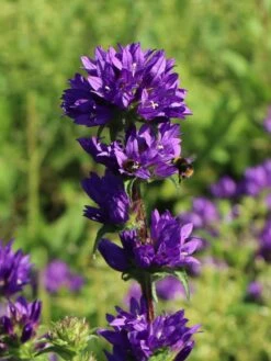 Knäuel-Glockenblume 'Superba' -Günstiges Erd Seele Geschäft knaeuel glockenblume superba m012355 w 2