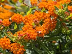 Knollige Seidenpflanze -Günstiges Erd Seele Geschäft knollige seidenpflanze m056499 w 1