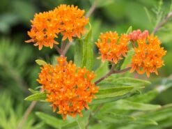 Knollige Seidenpflanze -Günstiges Erd Seele Geschäft knollige seidenpflanze m056499 w 2