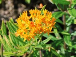 Knollige Seidenpflanze -Günstiges Erd Seele Geschäft knollige seidenpflanze m056499 w 3