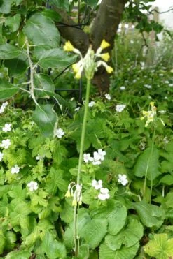 Knotiger Bergwald-Storchschnabel 'Silverwood' -Günstiges Erd Seele Geschäft knotiger bergwald storchschnabel silverwood m083194 193676 0