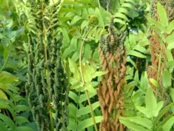 Königsfarn -Günstiges Erd Seele Geschäft koenigsfarn m010731 w 0