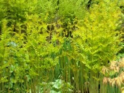 Königsfarn -Günstiges Erd Seele Geschäft koenigsfarn m010731 w 2