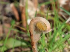 Königsfarn -Günstiges Erd Seele Geschäft koenigsfarn m010731 w 3