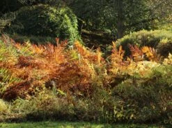 Königsfarn -Günstiges Erd Seele Geschäft koenigsfarn m010731 w 4